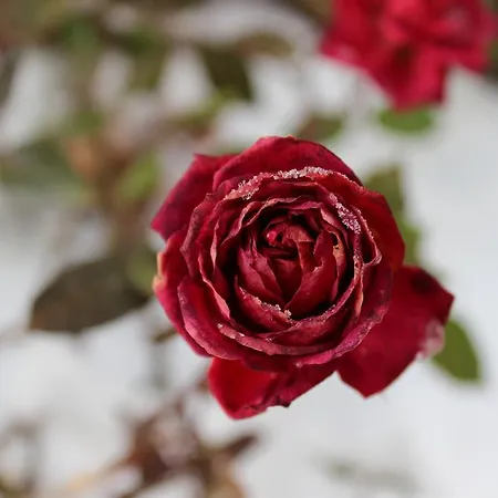 בית הארחה Landgasthof Lenzer סטראסן